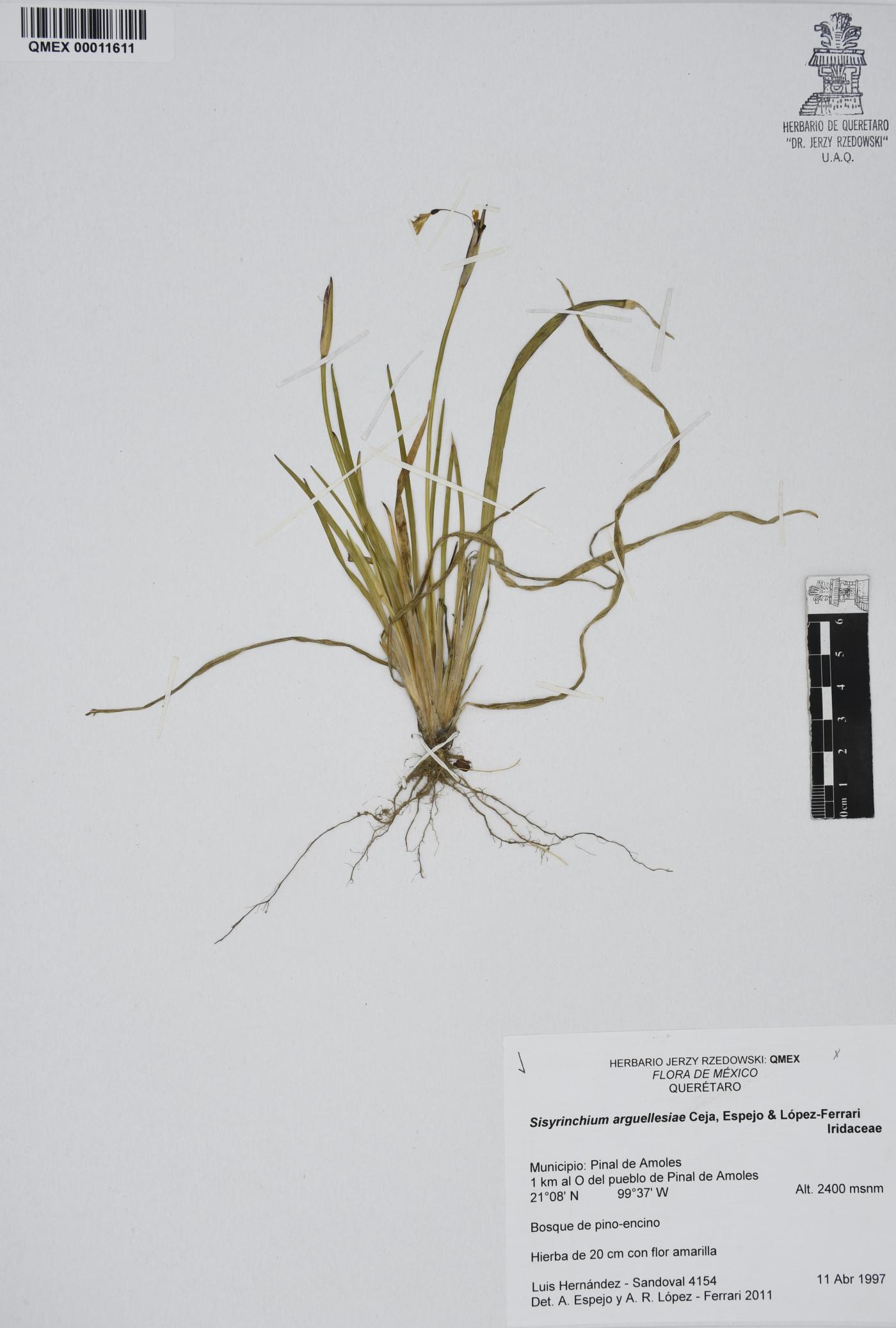 Sisyrinchium arguellesiae image